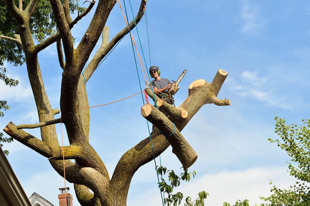 4-Tips-for-Running-a-Successful-Tree-Care-Company