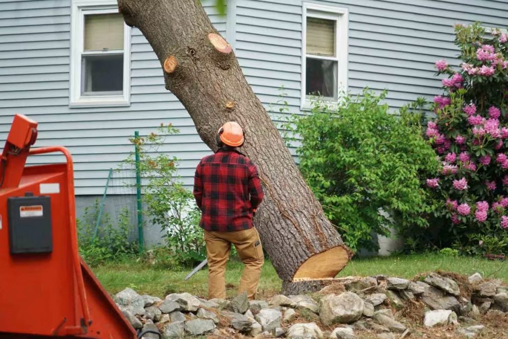tree-removal
